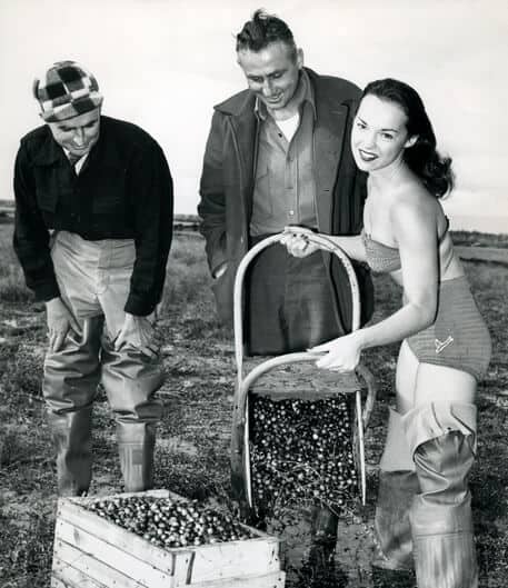 A beauty queen promotes the cranberry industry, about 1947.
