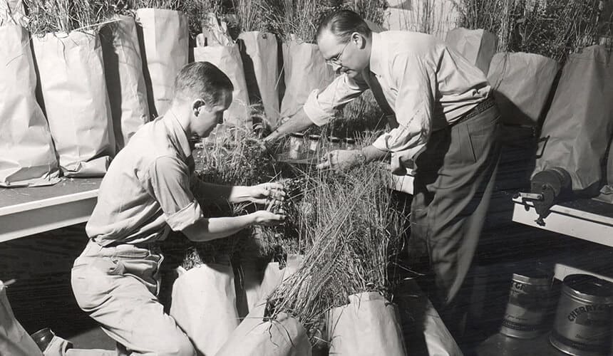 Botany professors John T. Curtis (right) and Dave Archbald work indoors with paper bags of tall grasses.