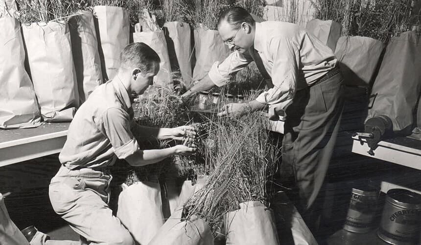 Botany professors John T. Curtis (right) and Dave Archbald work indoors with paper bags of tall grasses. (Image courtesy of the UW Archives, #S04991.) Botany professors John T. Curtis (right) and Dave Archbald work indoors with paper bags of tall grasses.