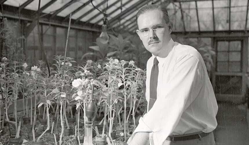 Professor John Curtis studies flowers at a UW greenhouse, ca. 1951. (Image courtesy of the UW Archives, #S04992.) Professor John Curtis studies flowers at a UW greenhouse, ca. 1951.