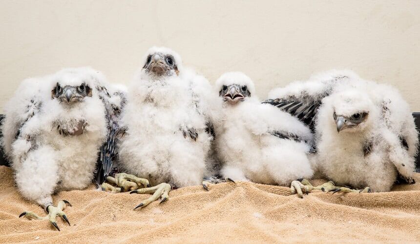 Peregrine falcon nestlings