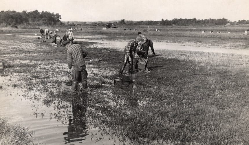 German POW's work in the cranberry marshes near Wisconsin Rapids in 1945.