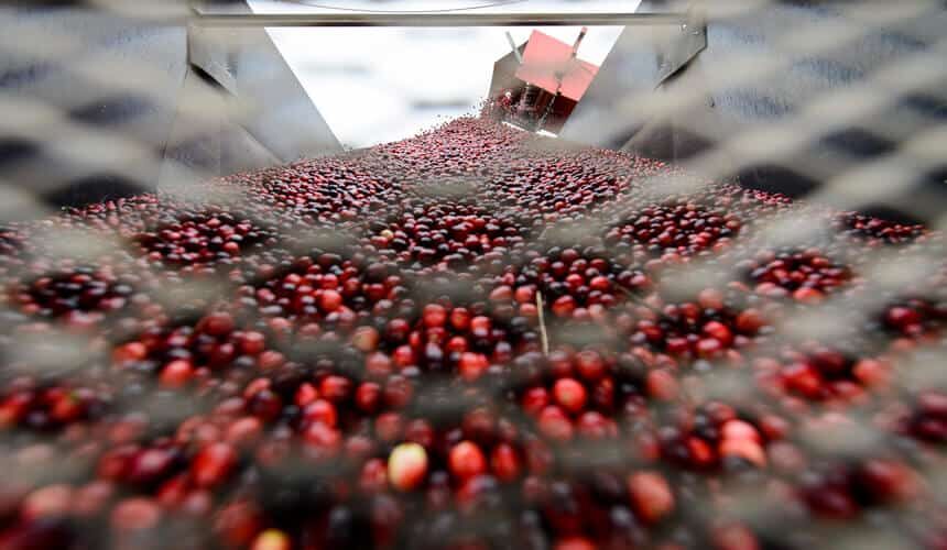 Cranberries fill a truck after harvest.
