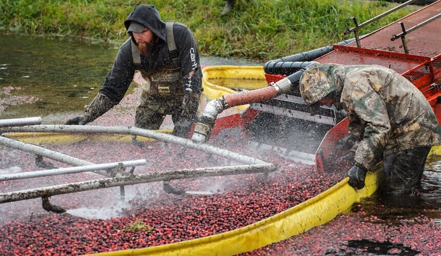 Workers in flooded marsh during harvest.
