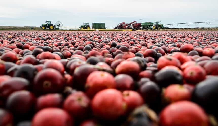 Cranberry harvest.