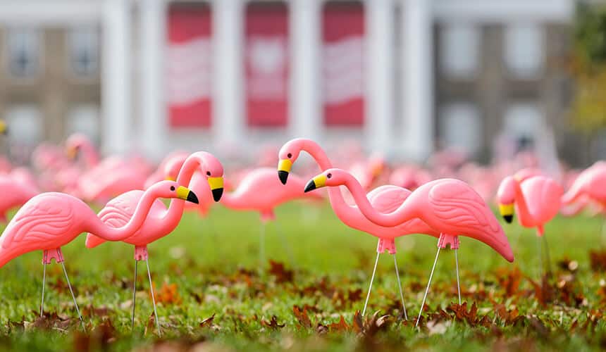 Plastic flamings on Bascom Hill